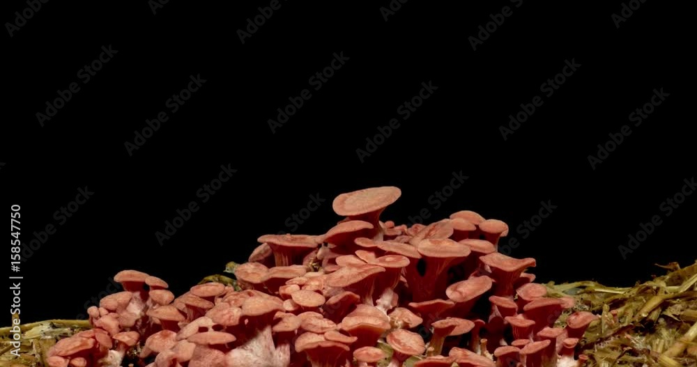 pink oyster mushroom djamor pleurotus time lapse growing on black