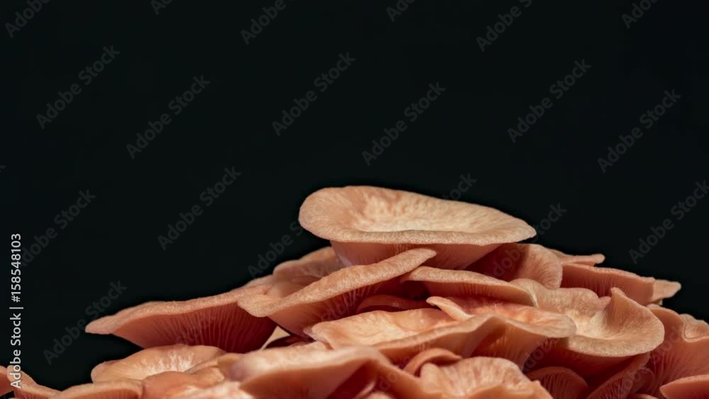 pink oyster mushroom djamor pleurotus time lapse growing on black