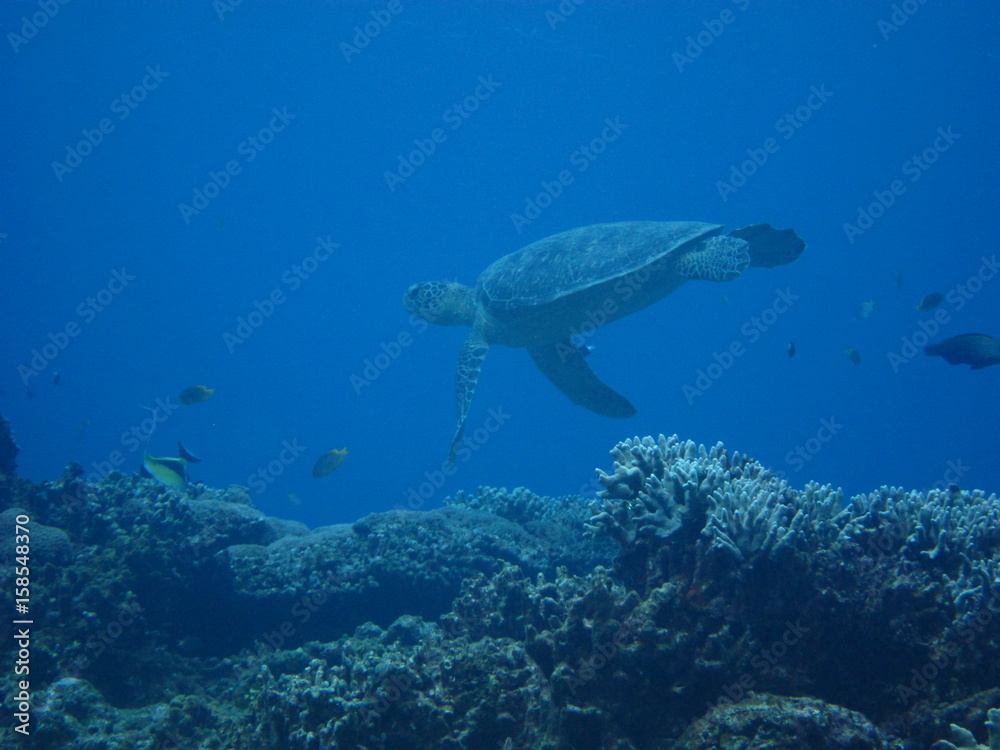 Fototapeta premium ウミガメ