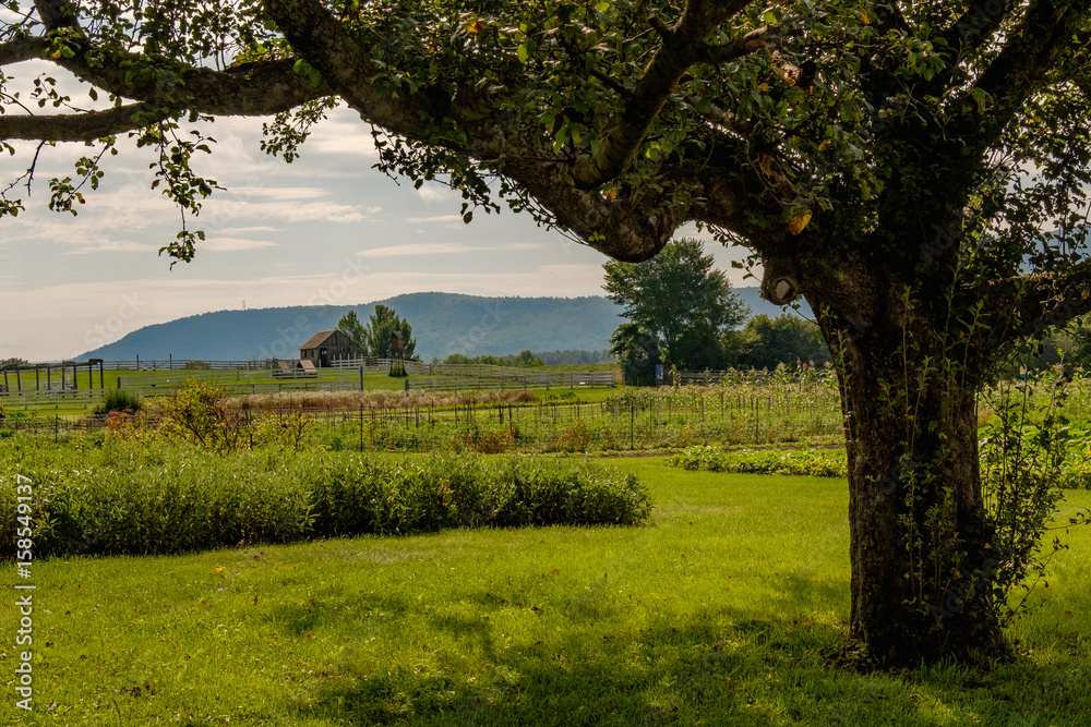 Tree in the Shade