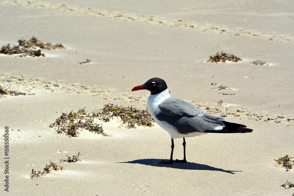 Laughing Gull Profile/Side view of male laughing gull in mating plumage Laughing Gull Profile/Side view of male laughing gull in mating plumage