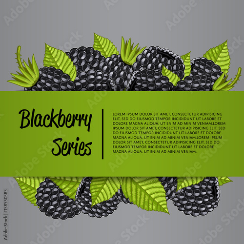 Blackberry series banner with organic berry vector illustration. Natural fruit poster, healthy sweet diet, vegetarian nutrition. Fresh berry fruit advertising promo with ripe blackberry and leaves.