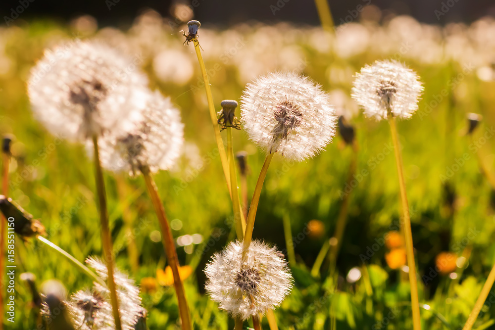 blowballs in a meadow in evening sun blowballs in a meadow in evening sun