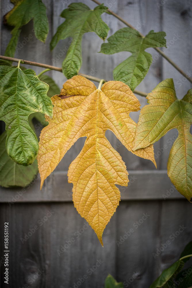 Obraz premium Golden Leaf