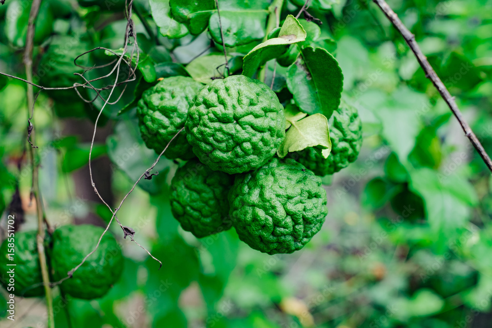 Fototapeta premium Bergamots on the tree