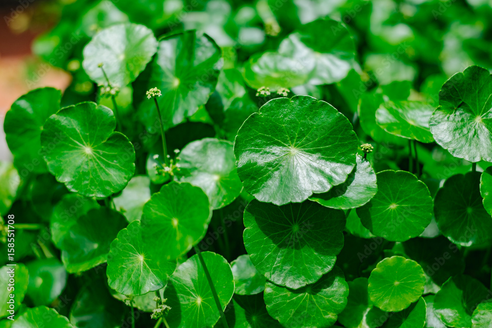 Hydrocotyle umbellate Hydrocotyle umbellate