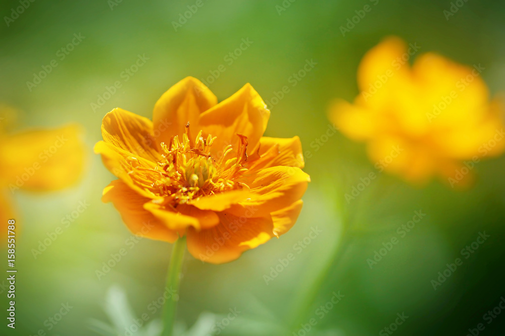 Beautiful bright orange flower in the summer forest Beautiful bright orange flower in the summer forest