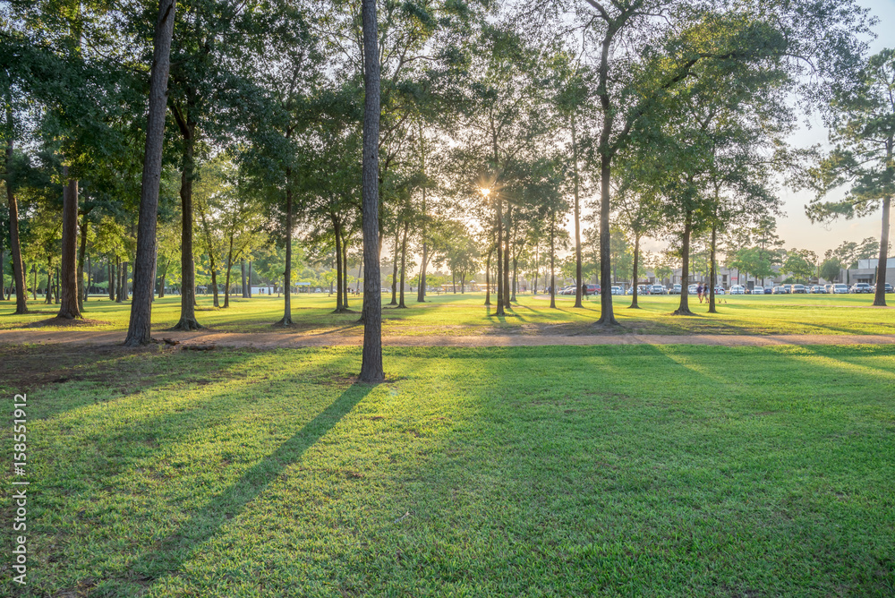Fototapeta premium Beautiful view of urban park in Texas, America. Green grass lawn, huge pine trees and walking/running trail illuminated by sunshine alley during sunset. Parking lot in distance, composition of nature.