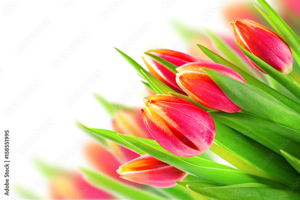 Spring floral background. Pink tulip flowers. Spring floral background. Pink tulip flowers.