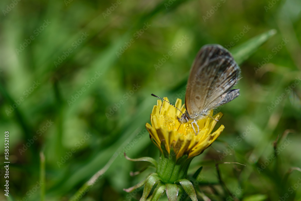 Obraz premium Gray butterfly sitting on a dandelion