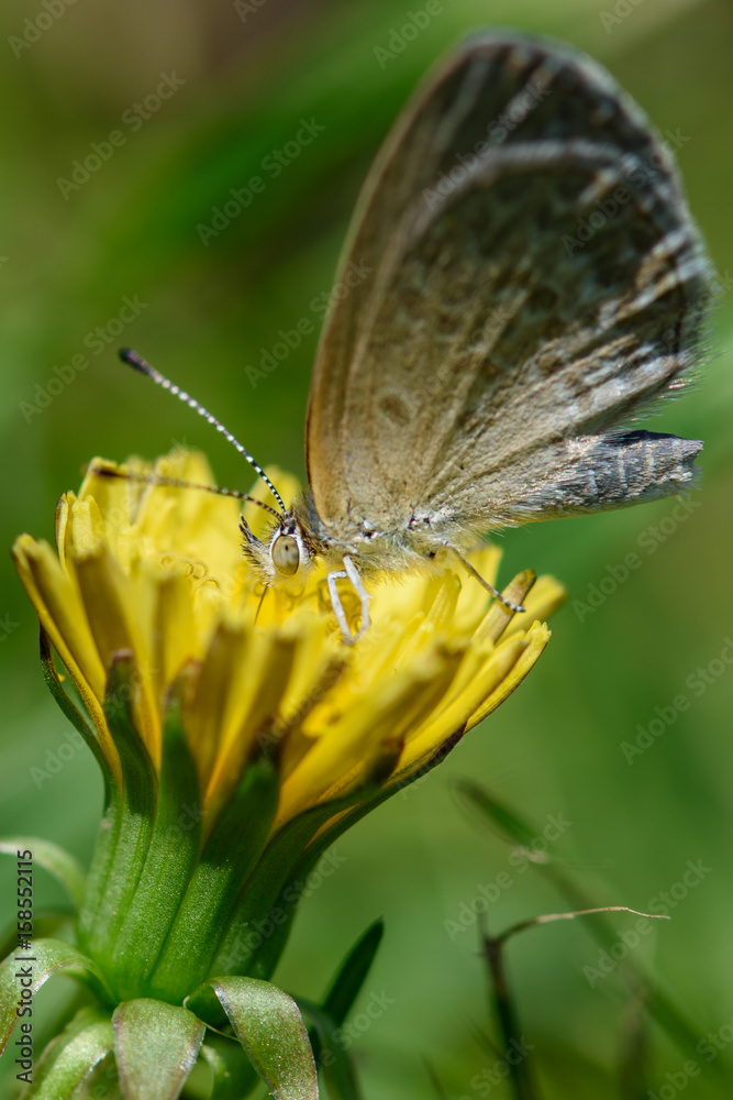 Obraz premium Gray butterfly sitting on a dandelion