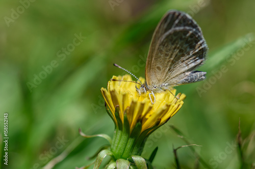 Gray butterfly sitting on a dandelion © olyjo