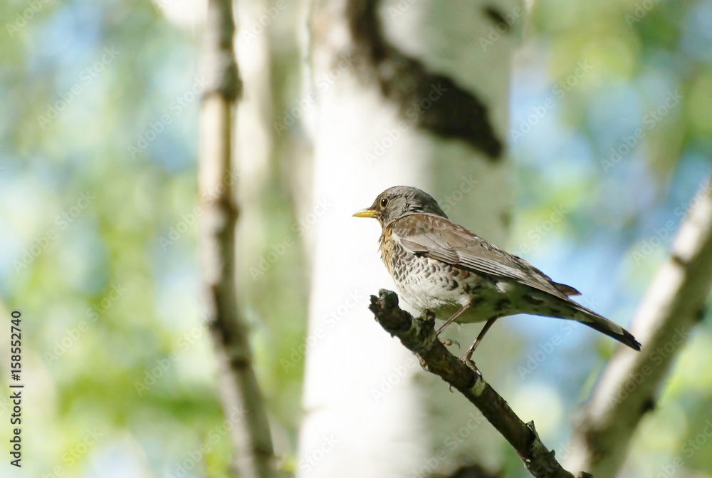 Fieldfare bird sitting on a tree branch in the forest