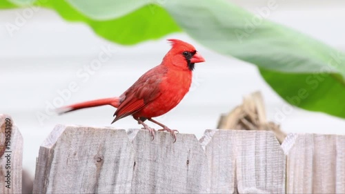 Cardinal on fence flies away.