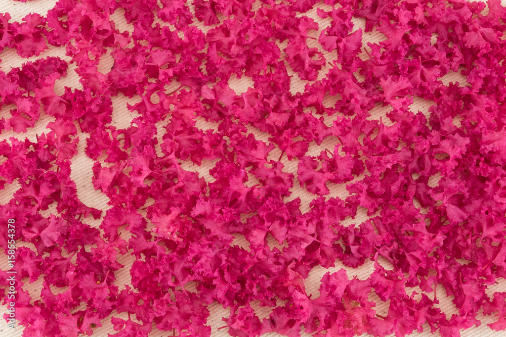 Pink crape myrtle petals background