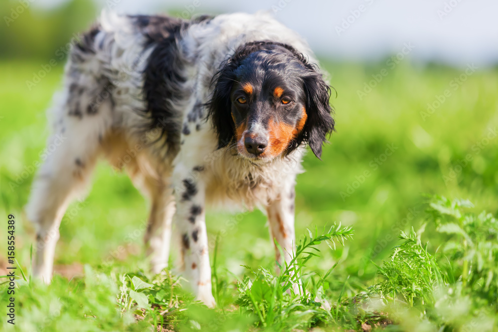 portrait of a Brittany dog on a field