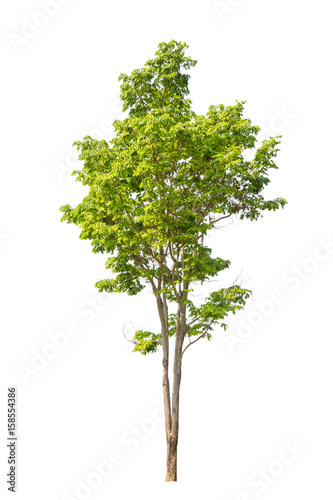 isolated tree on white background  tree object  tree on white background