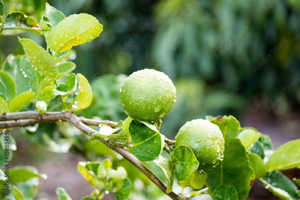 Green lime with leaf and rain droplet background Green lime with leaf and rain droplet background