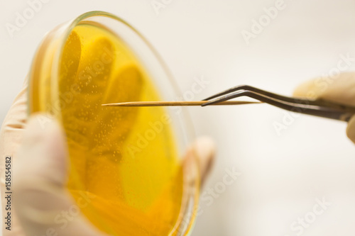 Microbiologist in protective gear picks up bacterial colonies photo