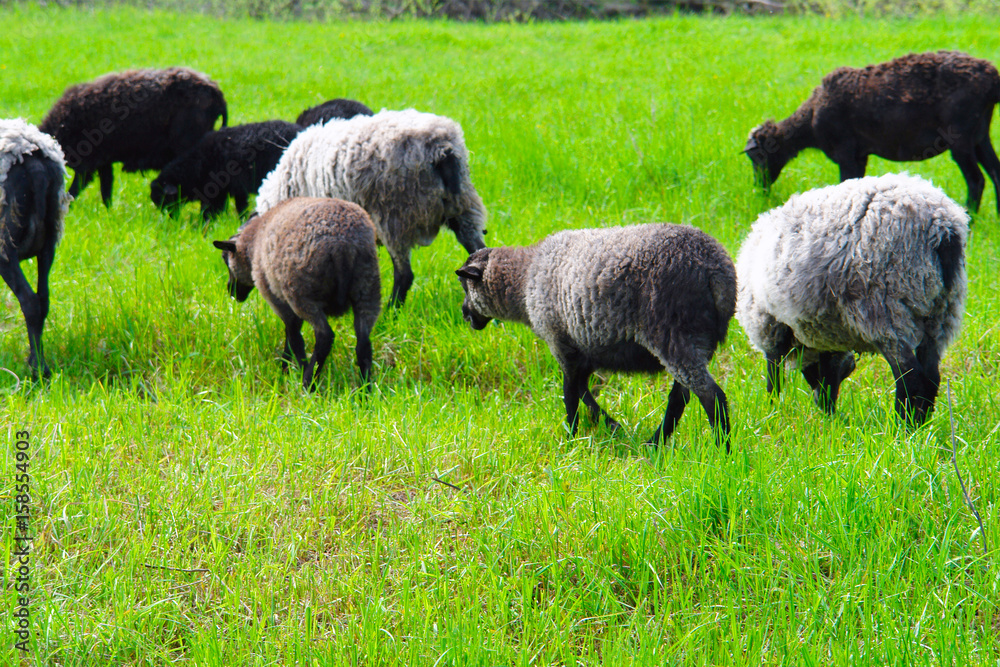 A small herd of sheep grazing on a green meadow