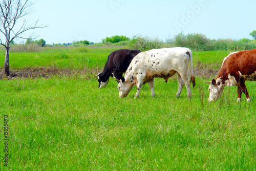 Three cows grazing on a green meadow
