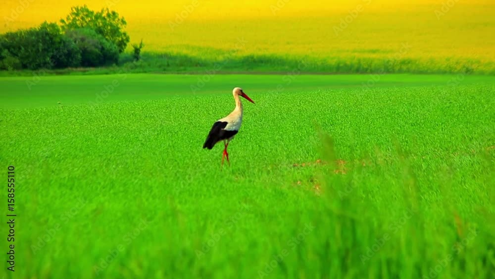 One white stork in green grass. Close up stork walking along green field. Bird looking food on green grass meadow. Stork takes off from field. White stork flying over field