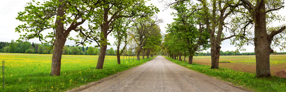 Asphalt road near a field with beautiful dandelion flowers Asphalt road near a field with beautiful dandelion flowers