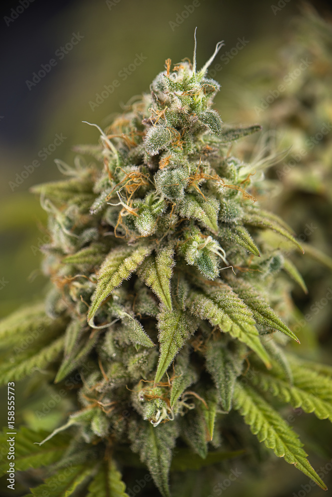 Cannabis cola (Oak tree strain) with visible hairs and leaves on late flowering stage Cannabis cola (Oak tree strain) with visible hairs and leaves on late flowering stage