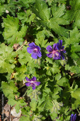 Fototapeta Naklejka Na Ścianę i Meble -  Geranium magnificum purple flowers with green