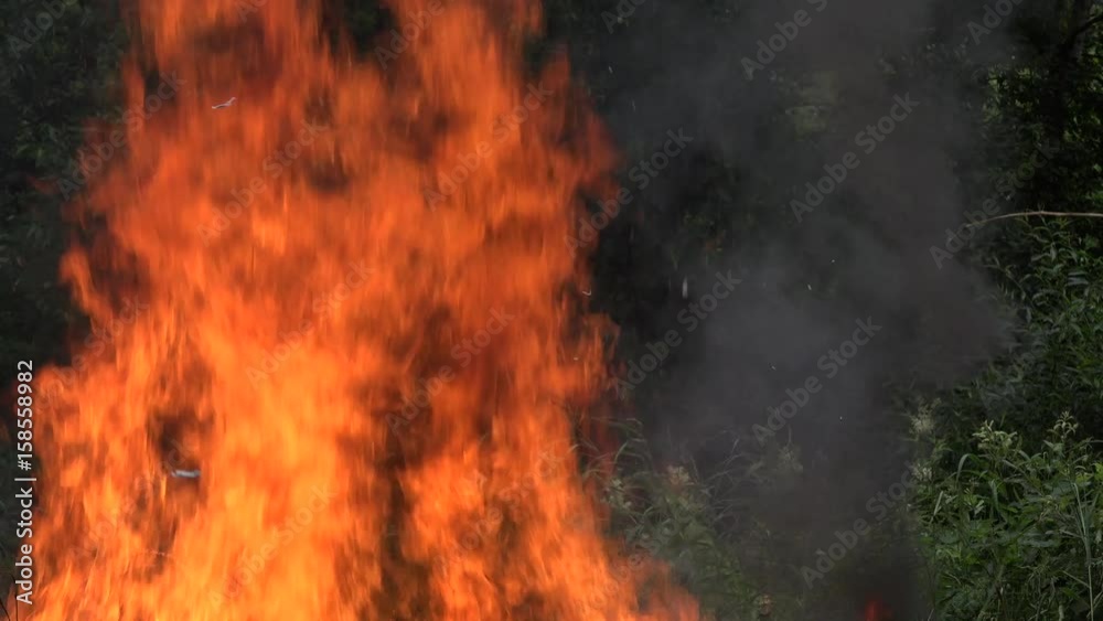 Big fire flame make damage to forest fauna and flora after drought. 4K Big fire flame make damage to forest fauna and flora after drought. 4K