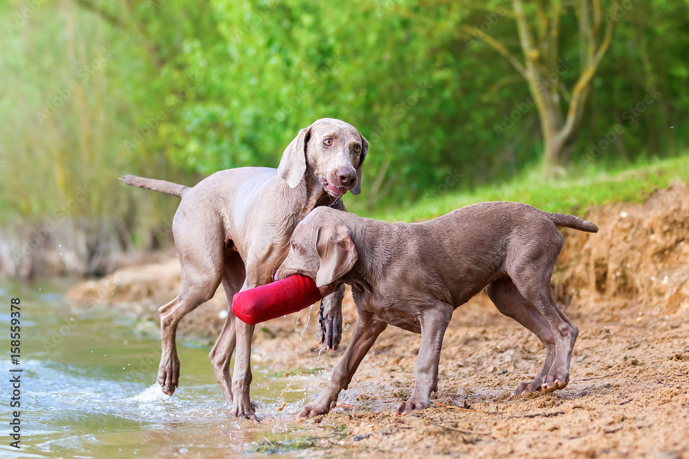 Weimaraner adult and puppy fighting for treat bag Weimaraner adult and puppy fighting for treat bag