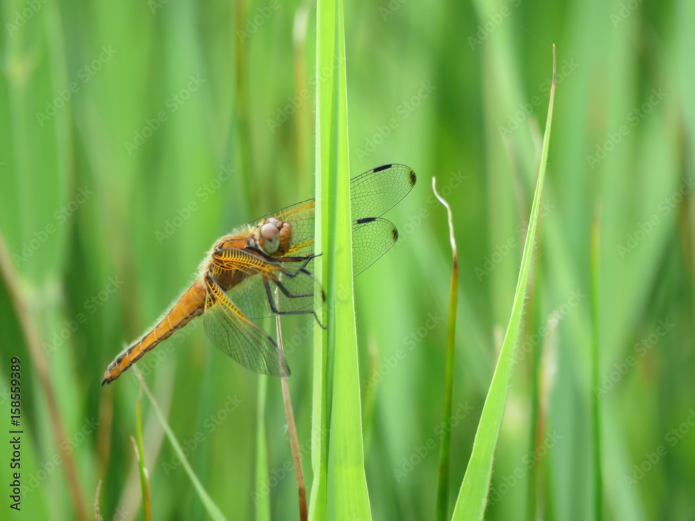 Dragonfly Dragonfly