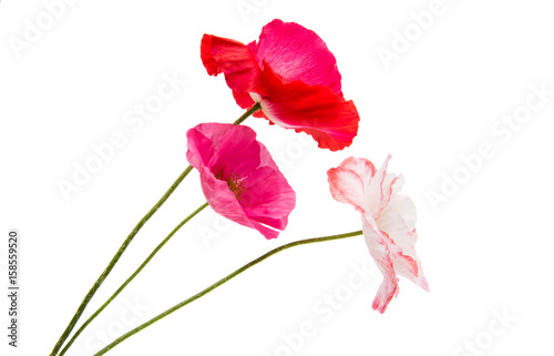 Fototapeta Naklejka Na Ścianę i Meble -  Beautiful poppy