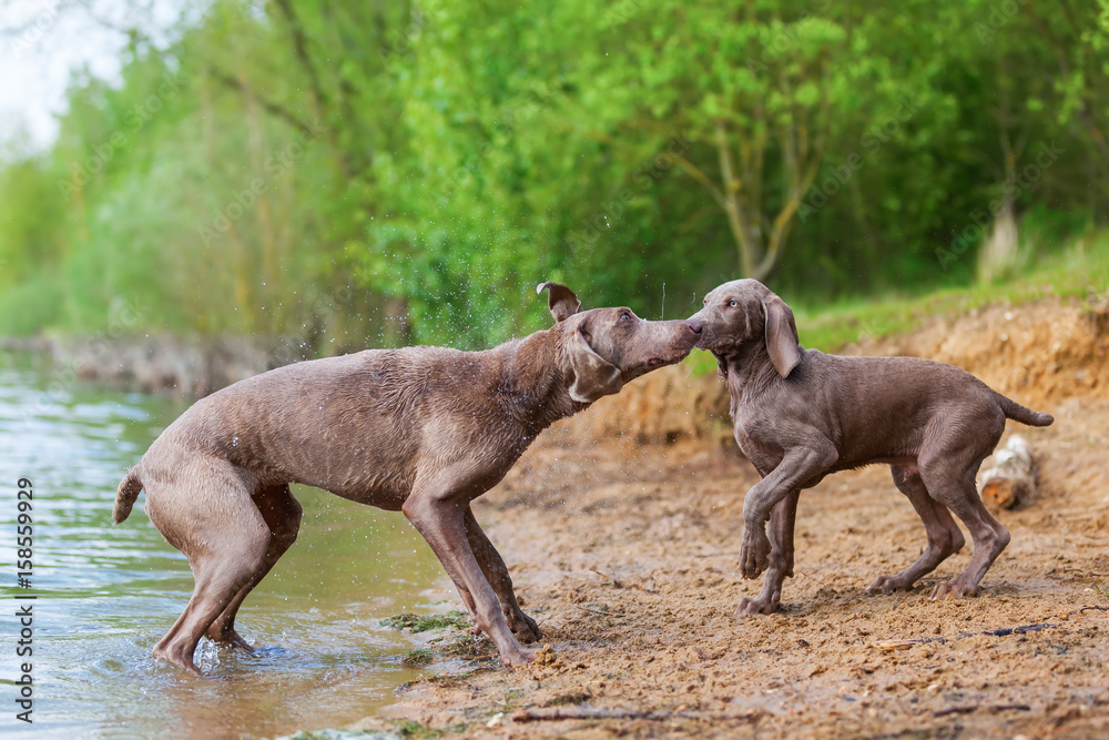Weimaraner adult and puppy playing lakeside Weimaraner adult and puppy playing lakeside