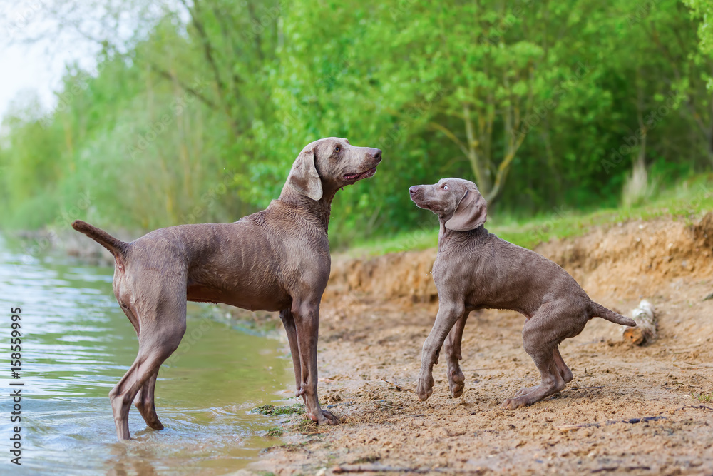 Weimaraner adult and puppy playing lakeside Weimaraner adult and puppy playing lakeside