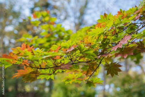 Closeup maple leaf on tree.