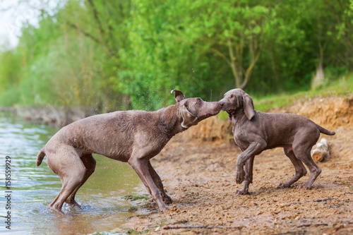 Weimaraner adult and puppy playing lakeside © Christian Müller