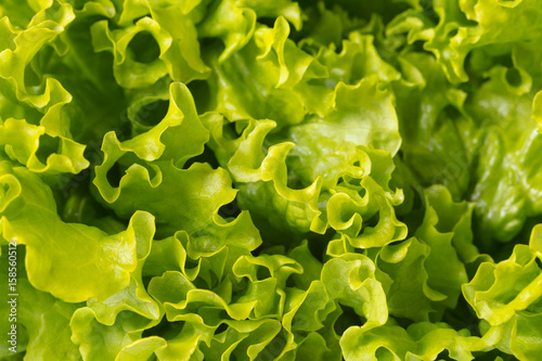 texture of lettuce close-up