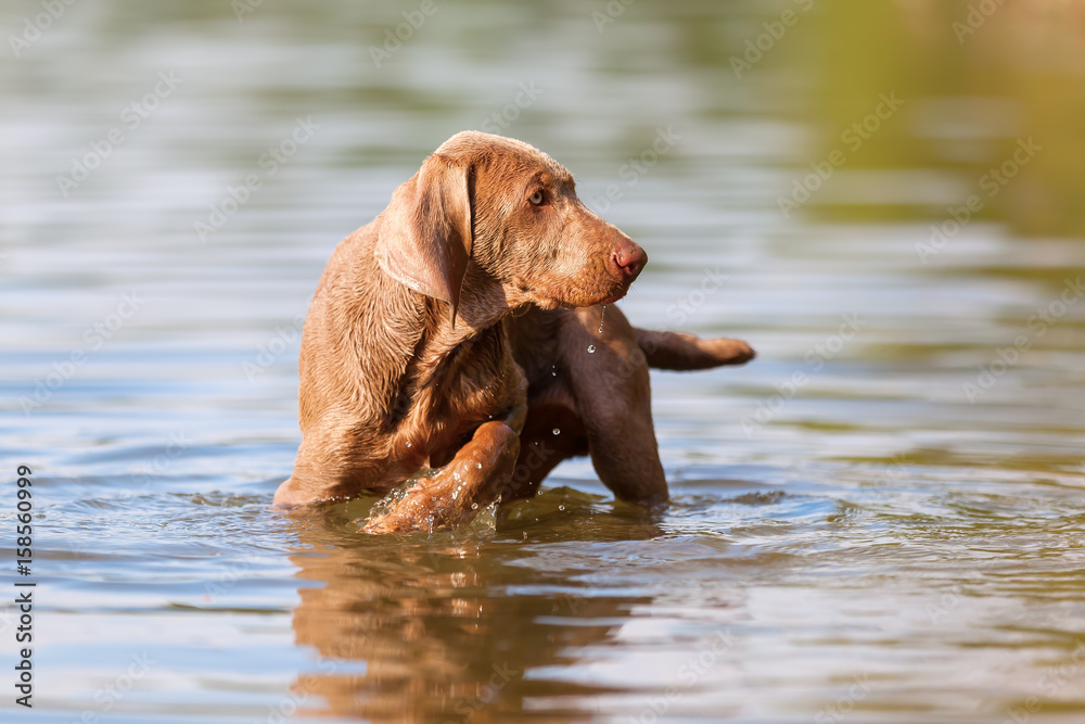 Weimaraner puppy walking in a lake