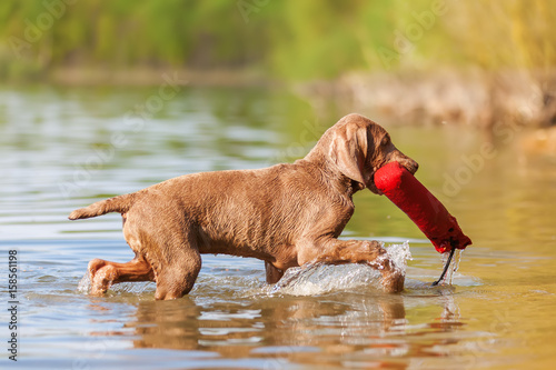 Fotografi Weimaraner puppy retrieving a treat bag