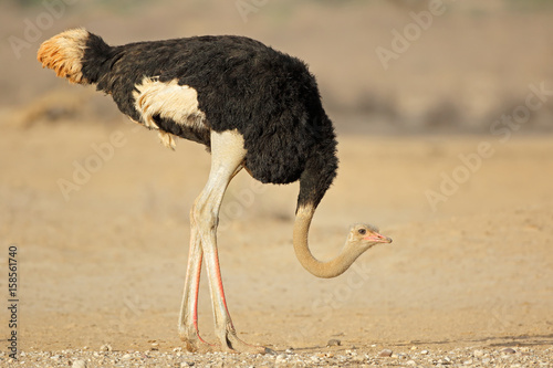 Male ostrich (Struthio camelus) in natural habitat, Kalahari desert, South Africa.