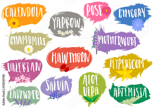 Vector set of trendy emblems, tags for medicinal herbs. Various natural organic herbal additives for drinks, soap, shampoo, pharmacy products with handwritten annotation and sketches of plants.