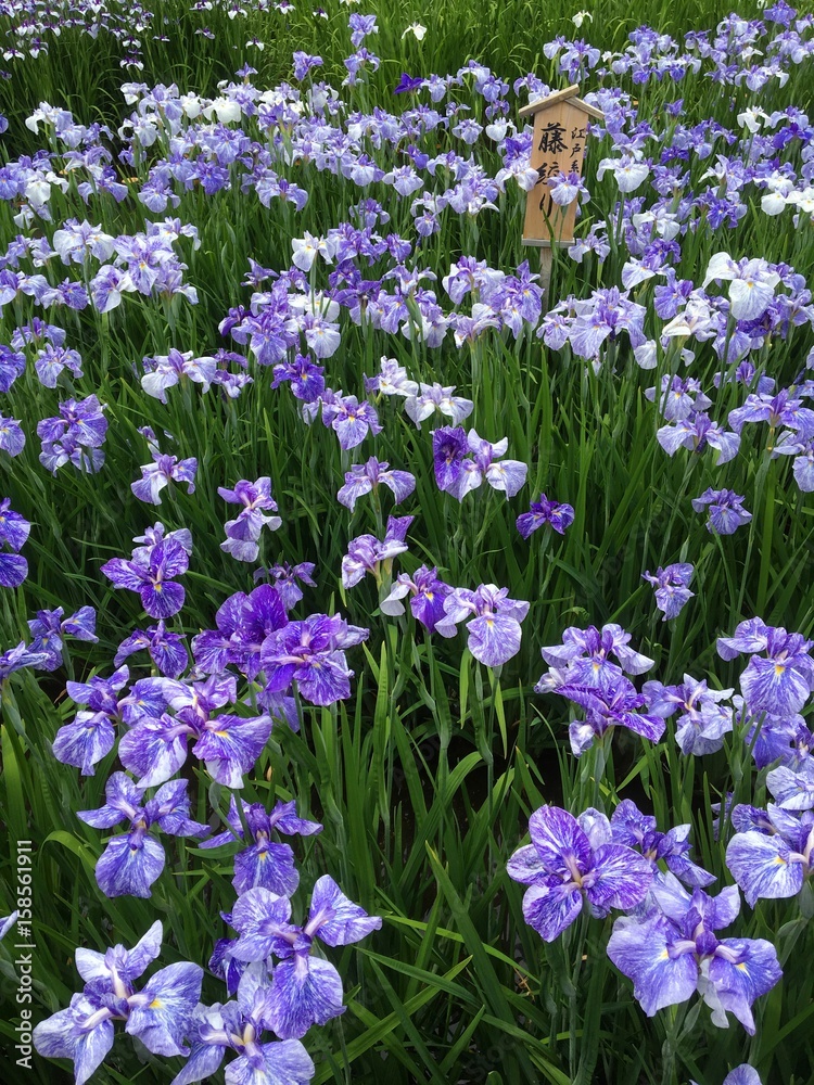 花菖蒲 花菖蒲