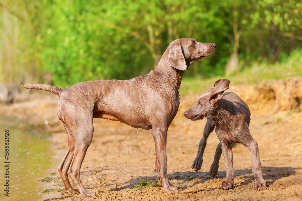 Weimaraner adult and puppy playing lakeside