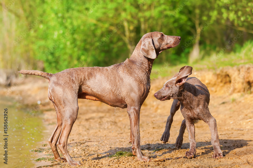 Weimaraner adult and puppy playing lakeside Weimaraner adult and puppy playing lakeside