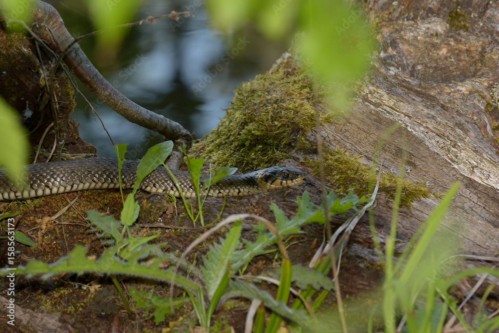 Naklejka premium Ringelnatter am See