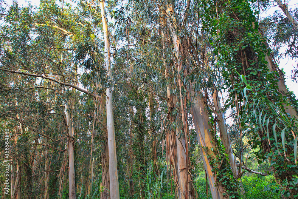 Fototapeta premium green forest in the spring