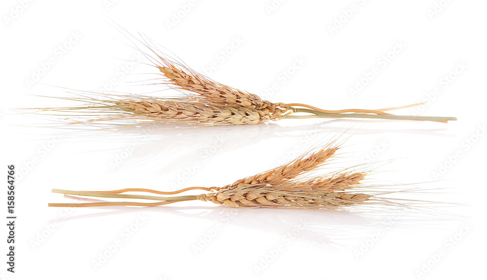 Barley ear isolated on a white background. Barley ear isolated on a white background.