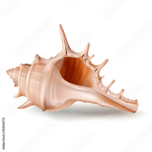 Vector illustration, badges, stickers, seashell murex in realistic style isolated on white. Print, template, design element