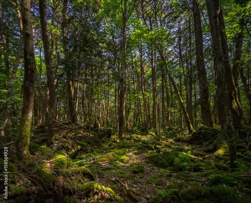 Aokigahara Forest. Mysterious forest in the Japanese Mount Fuji region. Mossy floor and moody light. It is known as suicide forest. Many people disappear here  most of them are commiting suicide.